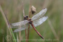 Common Darter Dragonfly (male)